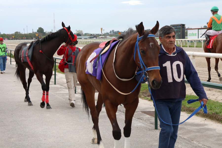 Caballos junto a cuidadores